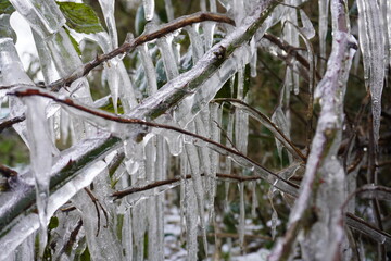Frozen Branch 01