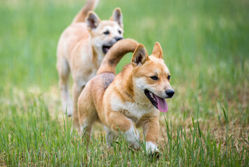 a dog running on the meadow