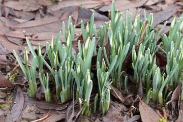 White snowdrop flower buds, Galanthus nivalis, emerging from the ground in winter, close-up view