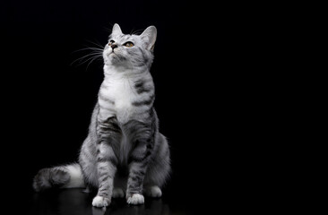 아메리칸쇼트헤어 고양이의 앉아있는 모습