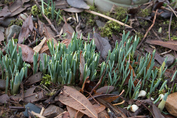 New life; White snowdrop flower buds, Galanthus nivalis, emerging from the ground in wintertime