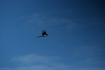 Bird in flight
