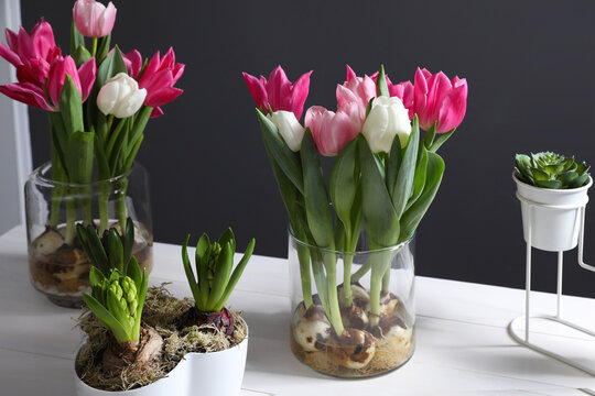 Beautiful tulips with bulbs on white wooden table