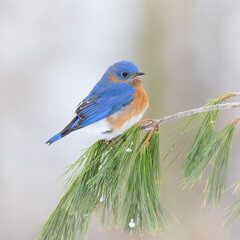 bluebird on branch