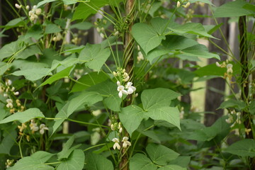 Bean vine with flowers