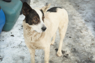Naklejka na ściany i meble Homeless dog outdoors on winter day. Abandoned animal
