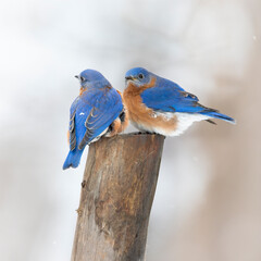 two bluebird on branch