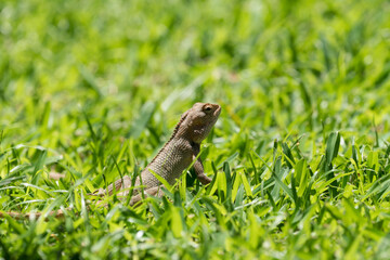 lizard on the grass closeup in Mauritius