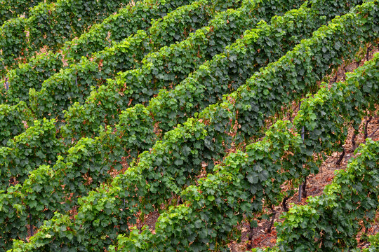 Vigneto visto dall&rsquo;alto