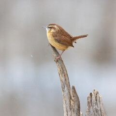 carolina wren