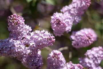 Lilac in full bloom