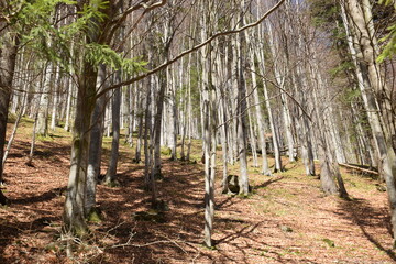 Clear forest in sunny weather