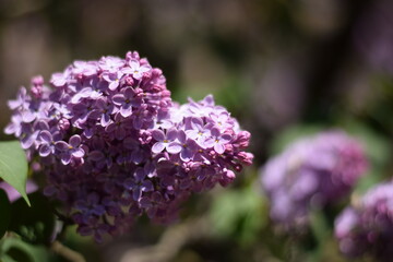 Lilac in full bloom