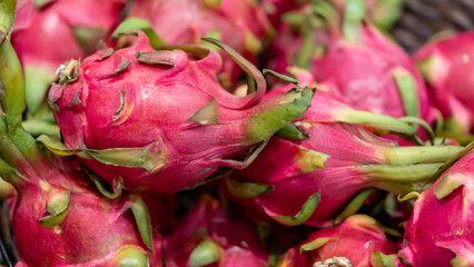 Pitaya.Dragon fruit. Big Bunch of Pink Pitaya Dragon Fruits