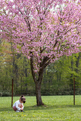 Naklejka premium A little girl playing on a grass in front of a blooming pink sakura, cherry blossom tree. Spring time.