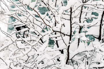 Branches of tree covered with snow