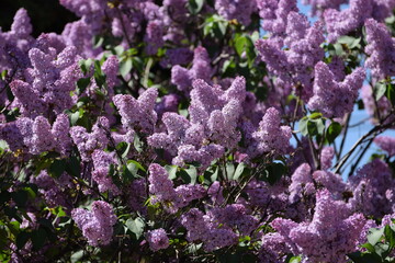 Lilac in full bloom