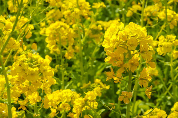 菜の花 黄色 鮮やか 綺麗 美しい かわいい イエロー パステル 満開 