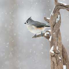 tufted titmouse in snow