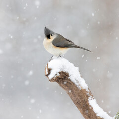 tufted titmouse in snow