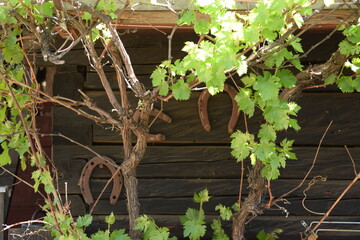 grape vine on building with horse shoes nailed to it