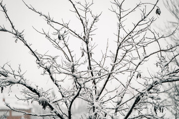 Snowy trees growing in city in winter