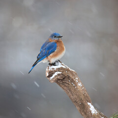 Bluebird in snow