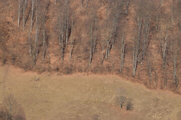 Fototapeta na wymiar Hillside covered in trees