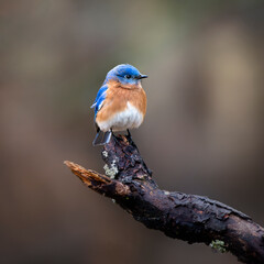 bluebird with blurred background in winter