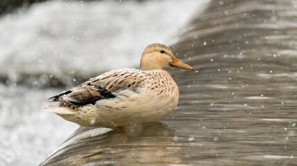ente, bird, wasser, stockente, tier, natur, see, wild lebende tiere, schnabel