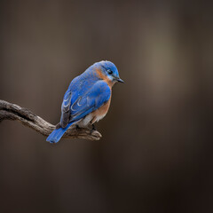 bluebird on branch