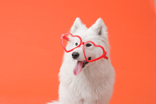Cute Samoyed dog with party glasses on color background. Valentine's Day celebration