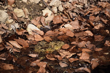 brown leaves fallen into clear water