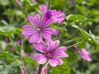 Fototapeta premium Malva Sylvestris Zebrina or Zebra Hollyhock is vigorous plant with showy flowers of bright mauve-purple with dark veins. M.Sylvestris is a species of the mallow genus Malva in the family of Malvaceae.