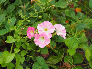 Obraz na płótnie Canvas Petunia pink flowers in the garden in summer