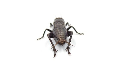 cricket named Roach, one of the family Gryllidae, body size, long antennae, with double front wings, thick, angled wings on the sides of the body, rear wing, thin wings, foldable, blowing under the fr