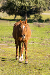 Obraz premium Brown horse walking towards the photographer in the countryside during a sunny morning.