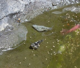 Black dotted fish in pond
All creature even fish need fresh air