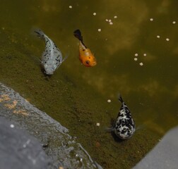 Black dotted fish in pond
All creature even fish need fresh air