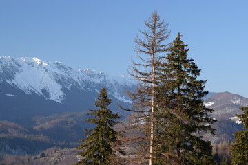 Conifers with snowy mountains in the background