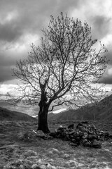 Tree in mountain landscape in the mountains in black white
