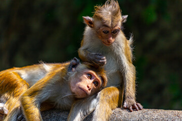 Monkeys expressing emotions to others