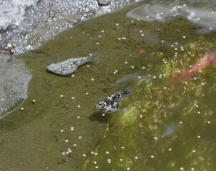 Black dotted fish in pond
All creature even fish need fresh air