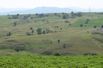 Green hill covered in grass or crops