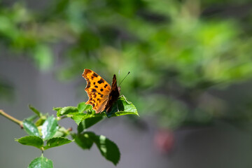  C-Falter, Polygonia c-album, sitzt auf Ast