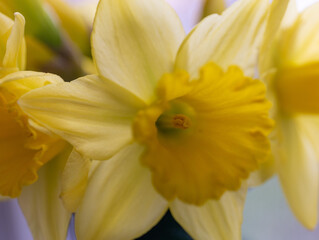 Obraz na płótnie Canvas Close up macro of a bouquet of Daffodils