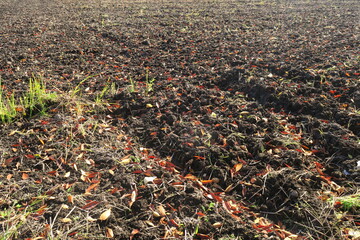 欅の枯れ葉散る冬の郊外の田圃