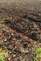 欅の枯れ葉散る冬の郊外の田圃