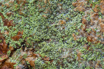 Texture of green moss on stone