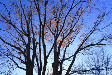 Obraz premium 黄葉の枯れ葉をつけた冬の公園の欅と青空